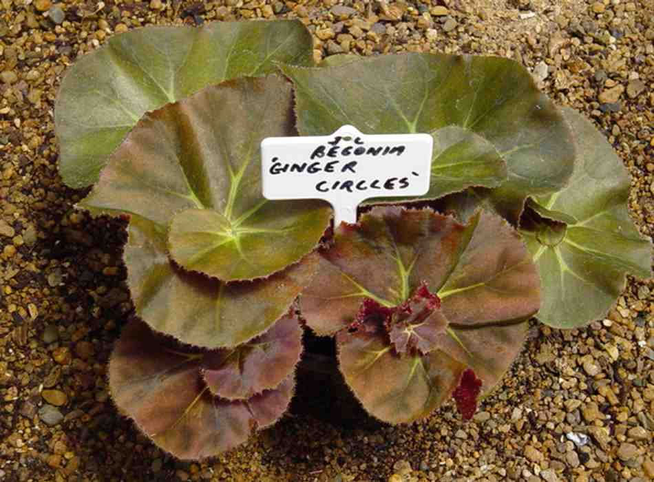 B. ‘Ginger Circles’